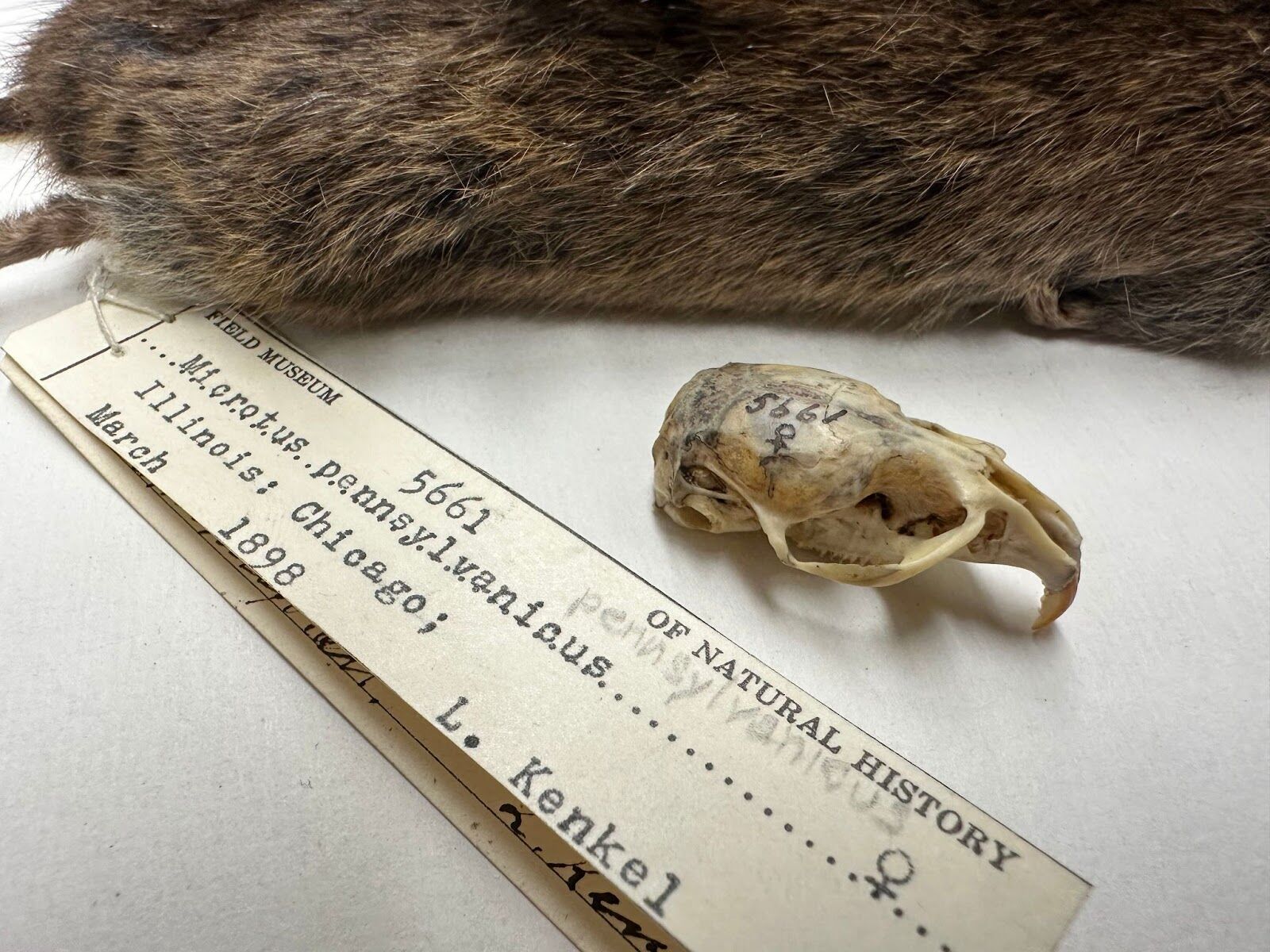 This is nuts! Evidence of evolution in Chicago chipmunks revealed by Field Museum2